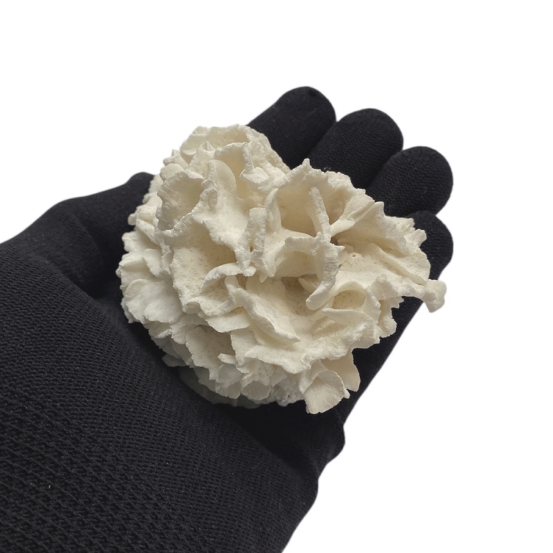 天然 白珊瑚 サンゴ  シャコガイ  セット  (3504）インテリア 置き飾り 貝殻 標本 限定品の画像