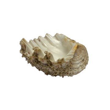 天然 白珊瑚 サンゴ  シャコガイ  セット  (3504）インテリア 置き飾り 貝殻 標本 限定品の画像