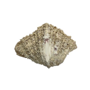 天然 白珊瑚 サンゴ  シャコガイ  セット  (3504）インテリア 置き飾り 貝殻 標本 限定品の画像