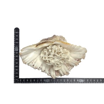 天然 白珊瑚 サンゴ  シャコガイ  セット  (3504）インテリア 置き飾り 貝殻 標本 限定品の画像