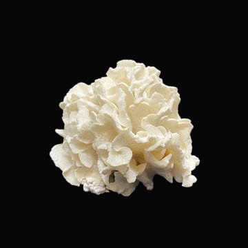 天然 白珊瑚 サンゴ  シャコガイ  セット  (3504）インテリア 置き飾り 貝殻 標本 限定品の画像