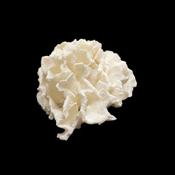 天然 白珊瑚 サンゴ  シャコガイ  セット  (3504）インテリア 置き飾り 貝殻 標本 限定品の画像