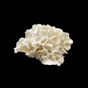 天然 白珊瑚 サンゴ  シャコガイ  セット  (3504）インテリア 置き飾り 貝殻 標本 限定品の画像