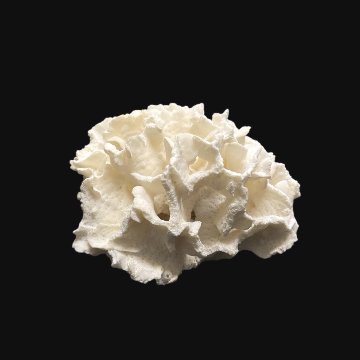 天然 白珊瑚 サンゴ  シャコガイ  セット  (3504）インテリア 置き飾り 貝殻 標本 限定品の画像