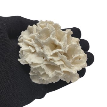 天然 白珊瑚 サンゴ  シャコガイ  セット  (3504）インテリア 置き飾り 貝殻 標本 限定品の画像