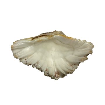 天然 白珊瑚 サンゴ  シャコガイ  セット  (3504）インテリア 置き飾り 貝殻 標本 限定品の画像