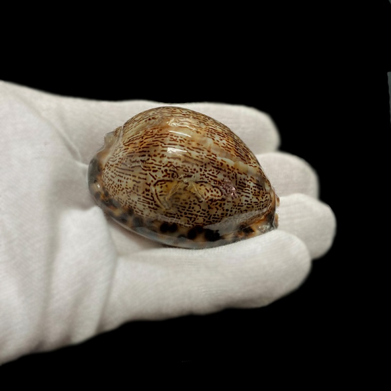 おまけ付き☆ 金運 財運 繁栄 お宝 タカラガイ ゴールド銭亀 ゴールドルチルクォーツのセット(2606) 開運 金運 風水 お守り 黄金の開運護符 開運アイテムの画像