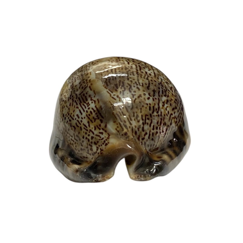 おまけ付き☆ 金運 財運 繁栄 お宝 タカラガイ ゴールド銭亀 ゴールドルチルクォーツのセット(2606) 開運 金運 風水 お守り 黄金の開運護符 開運アイテムの画像