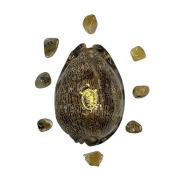 おまけ付き☆ 金運 財運 繁栄 お宝 タカラガイ ゴールド銭亀 ゴールドルチルクォーツのセット(2606) 開運 金運 風水 お守り 黄金の開運護符 開運アイテムの画像