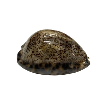 おまけ付き☆ 金運 財運 繁栄 お宝 タカラガイ ゴールド銭亀 ゴールドルチルクォーツのセット(2606) 開運 金運 風水 お守り 黄金の開運護符 開運アイテムの画像
