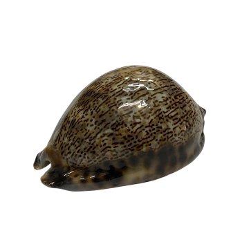 おまけ付き☆ 金運 財運 繁栄 お宝 タカラガイ ゴールド銭亀 ゴールドルチルクォーツのセット(2606) 開運 金運 風水 お守り 黄金の開運護符 開運アイテムの画像