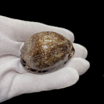 おまけ付き☆ 金運 財運 繁栄 お宝 タカラガイ ゴールド銭亀 ゴールドルチルクォーツのセット(2606) 開運 金運 風水 お守り 黄金の開運護符 開運アイテムの画像