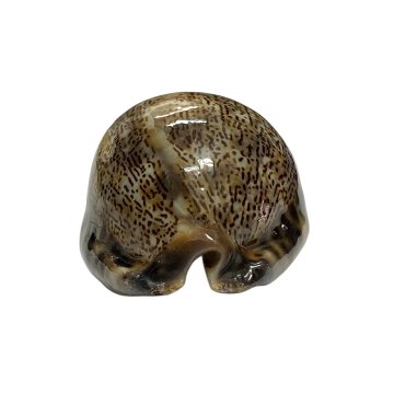 おまけ付き☆ 金運 財運 繁栄 お宝 タカラガイ ゴールド銭亀 ゴールドルチルクォーツのセット(2606) 開運 金運 風水 お守り 黄金の開運護符 開運アイテムの画像
