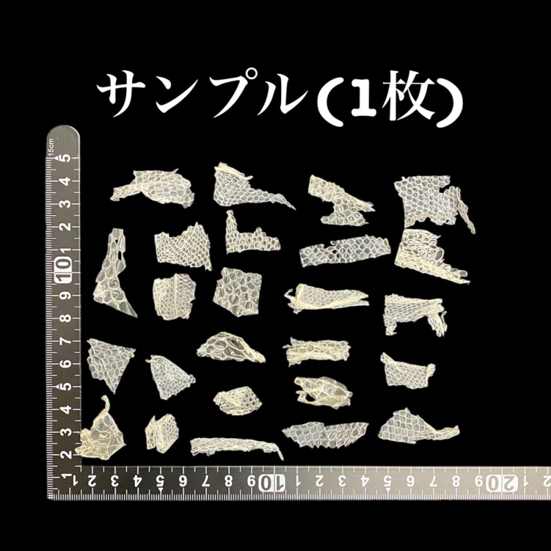 おまけ付き☆ 金運 財運 繁栄 お宝 タカラガイ ゴールド銭亀 ゴールドルチルクォーツのセット(2607) 開運 金運 風水 お守り 黄金の開運護符 開運アイテムの画像
