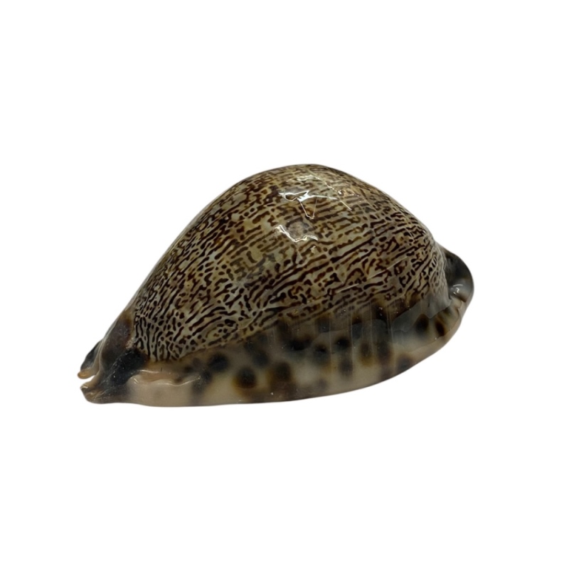 おまけ付き☆ 金運 財運 繁栄 お宝 タカラガイ ゴールド銭亀 ゴールドルチルクォーツのセット(2607) 開運 金運 風水 お守り 黄金の開運護符 開運アイテムの画像