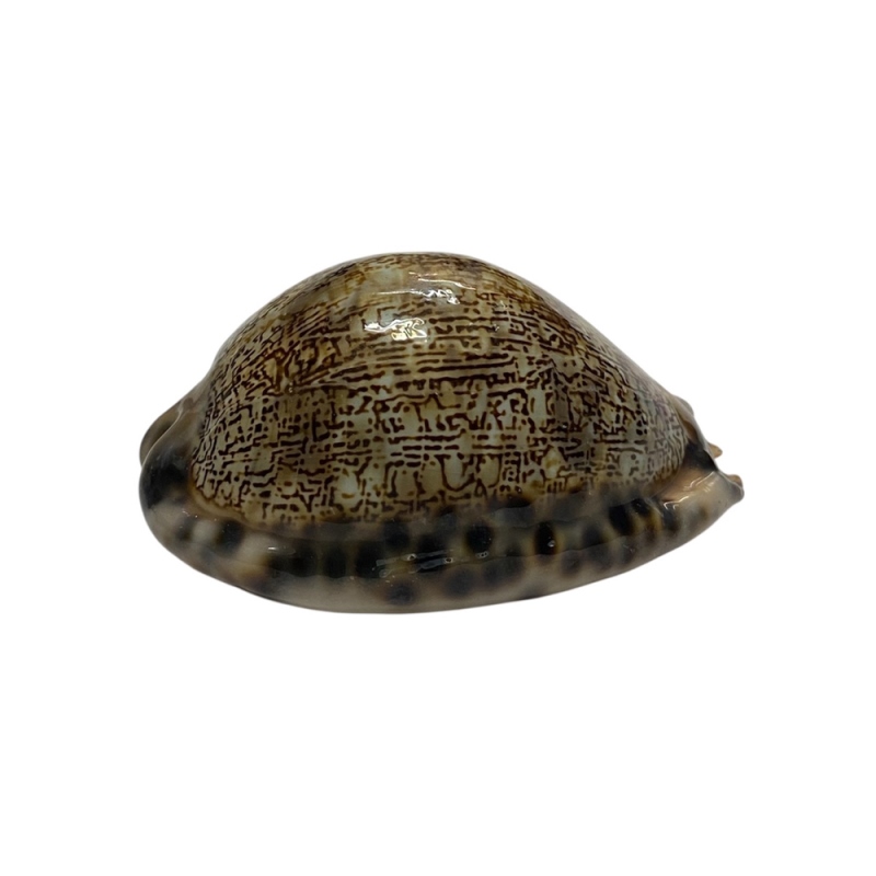 おまけ付き☆ 金運 財運 繁栄 お宝 タカラガイ ゴールド銭亀 ゴールドルチルクォーツのセット(2607) 開運 金運 風水 お守り 黄金の開運護符 開運アイテムの画像