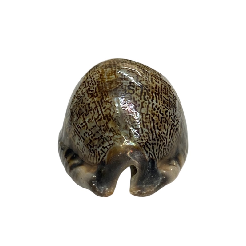 おまけ付き☆ 金運 財運 繁栄 お宝 タカラガイ ゴールド銭亀 ゴールドルチルクォーツのセット(2607) 開運 金運 風水 お守り 黄金の開運護符 開運アイテムの画像