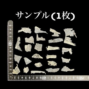 おまけ付き☆ 金運 財運 繁栄 お宝 タカラガイ ゴールド銭亀 ゴールドルチルクォーツのセット(2607) 開運 金運 風水 お守り 黄金の開運護符 開運アイテムの画像