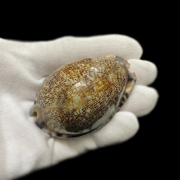おまけ付き☆ 金運 財運 繁栄 お宝 タカラガイ ゴールド銭亀 ゴールドルチルクォーツのセット(2607) 開運 金運 風水 お守り 黄金の開運護符 開運アイテムの画像