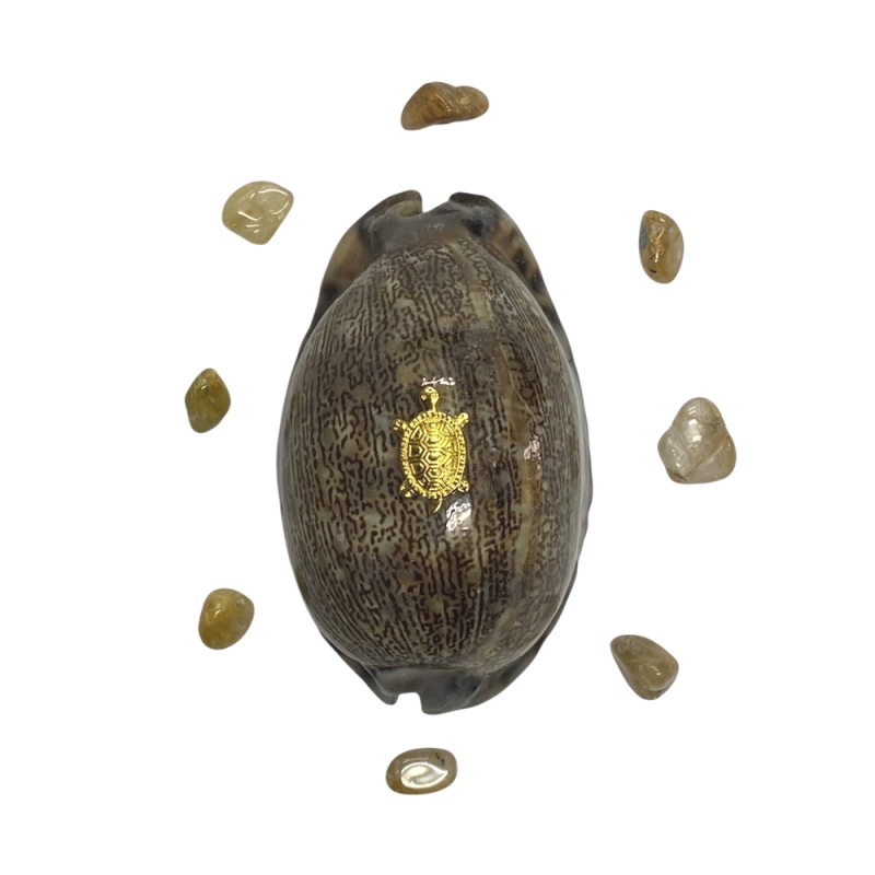 おまけ付き☆ 金運 財運 繁栄 お宝 タカラガイ ゴールド銭亀 ゴールドルチルクォーツのセット(2609) 開運 金運 風水 お守り 黄金の開運護符 開運アイテムの画像