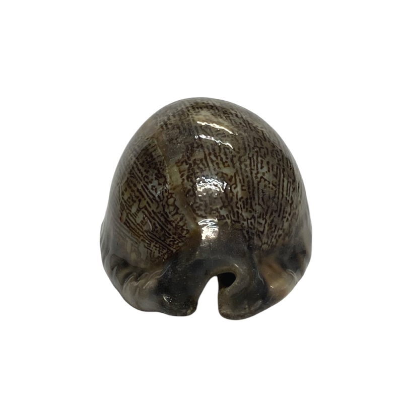 おまけ付き☆ 金運 財運 繁栄 お宝 タカラガイ ゴールド銭亀 ゴールドルチルクォーツのセット(2609) 開運 金運 風水 お守り 黄金の開運護符 開運アイテムの画像