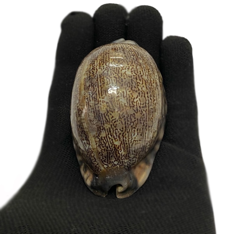 おまけ付き☆ 金運 財運 繁栄 お宝 タカラガイ ゴールド銭亀 ゴールドルチルクォーツのセット(2609) 開運 金運 風水 お守り 黄金の開運護符 開運アイテムの画像