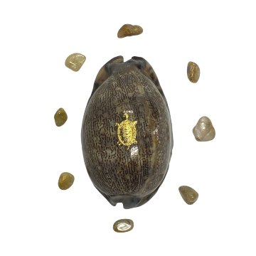 おまけ付き☆ 金運 財運 繁栄 お宝 タカラガイ ゴールド銭亀 ゴールドルチルクォーツのセット(2609) 開運 金運 風水 お守り 黄金の開運護符 開運アイテムの画像