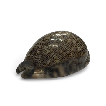 おまけ付き☆ 金運 財運 繁栄 お宝 タカラガイ ゴールド銭亀 ゴールドルチルクォーツのセット(2609) 開運 金運 風水 お守り 黄金の開運護符 開運アイテムの画像
