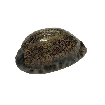 おまけ付き☆ 金運 財運 繁栄 お宝 タカラガイ ゴールド銭亀 ゴールドルチルクォーツのセット(2609) 開運 金運 風水 お守り 黄金の開運護符 開運アイテムの画像