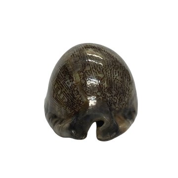 おまけ付き☆ 金運 財運 繁栄 お宝 タカラガイ ゴールド銭亀 ゴールドルチルクォーツのセット(2609) 開運 金運 風水 お守り 黄金の開運護符 開運アイテムの画像