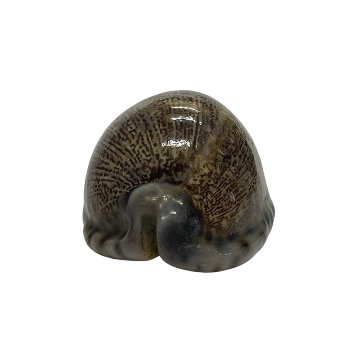 おまけ付き☆ 金運 財運 繁栄 お宝 タカラガイ ゴールド銭亀 ゴールドルチルクォーツのセット(2609) 開運 金運 風水 お守り 黄金の開運護符 開運アイテムの画像