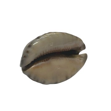 おまけ付き☆ 金運 財運 繁栄 お宝 タカラガイ ゴールド銭亀 ゴールドルチルクォーツのセット(2609) 開運 金運 風水 お守り 黄金の開運護符 開運アイテムの画像