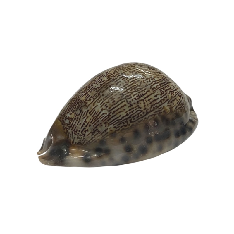 おまけ付き☆ 金運 財運 繁栄 お宝 タカラガイ ゴールド銭亀 ゴールドルチルクォーツのセット(2610) 開運 金運 風水 お守り 黄金の開運護符 開運アイテムの画像