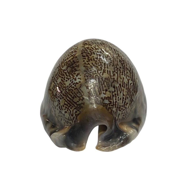 おまけ付き☆ 金運 財運 繁栄 お宝 タカラガイ ゴールド銭亀 ゴールドルチルクォーツのセット(2610) 開運 金運 風水 お守り 黄金の開運護符 開運アイテムの画像