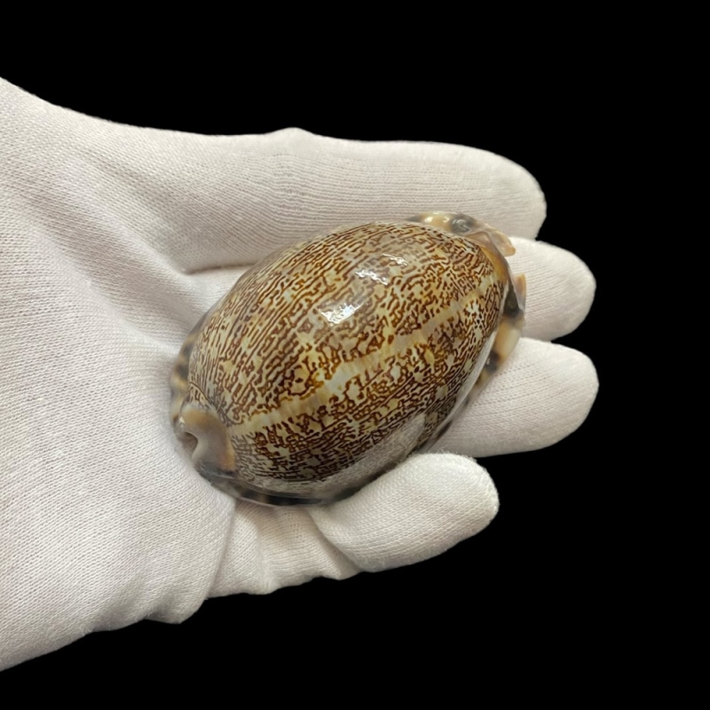 おまけ付き☆ 金運 財運 繁栄 お宝 タカラガイ ゴールド銭亀 ゴールドルチルクォーツのセット(2610) 開運 金運 風水 お守り 黄金の開運護符 開運アイテムの画像