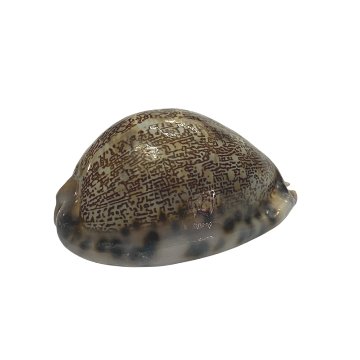 おまけ付き☆ 金運 財運 繁栄 お宝 タカラガイ ゴールド銭亀 ゴールドルチルクォーツのセット(2610) 開運 金運 風水 お守り 黄金の開運護符 開運アイテムの画像