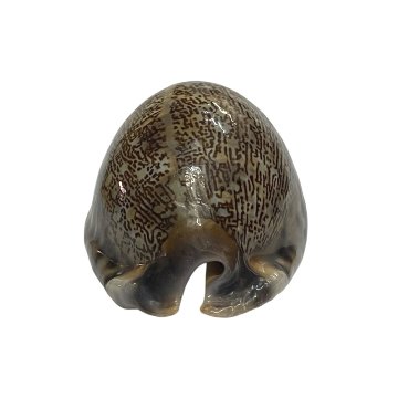 おまけ付き☆ 金運 財運 繁栄 お宝 タカラガイ ゴールド銭亀 ゴールドルチルクォーツのセット(2610) 開運 金運 風水 お守り 黄金の開運護符 開運アイテムの画像