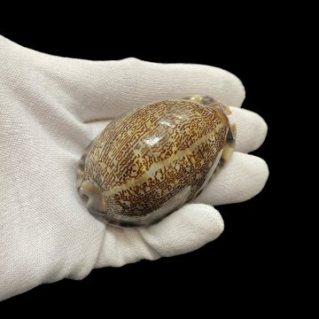 おまけ付き☆ 金運 財運 繁栄 お宝 タカラガイ ゴールド銭亀 ゴールドルチルクォーツのセット(2610) 開運 金運 風水 お守り 黄金の開運護符 開運アイテムの画像