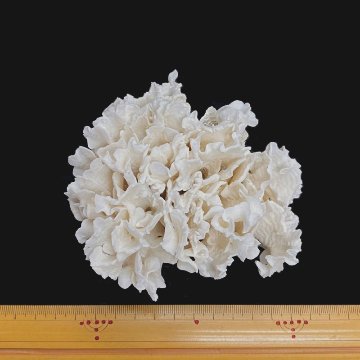 天然白珊瑚 サンゴ　(2639）  インテリア 置き飾り 貝殻 標本 限定品の画像