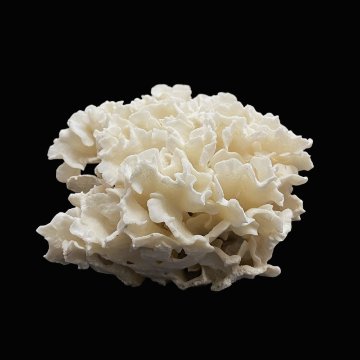 天然白珊瑚 サンゴ　(2639）  インテリア 置き飾り 貝殻 標本 限定品の画像