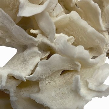 天然白珊瑚 サンゴ　(2639）  インテリア 置き飾り 貝殻 標本 限定品の画像