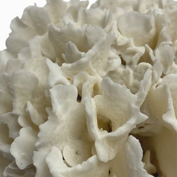 天然白珊瑚 サンゴ　(2639）  インテリア 置き飾り 貝殻 標本 限定品の画像