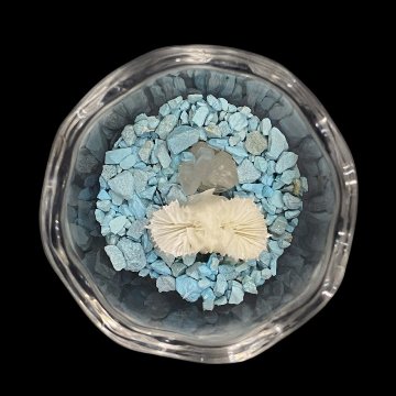 天然白珊瑚 たまごサンゴ　(2641）インテリア 置き飾り 貝殻 標本 限定品の画像