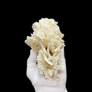 天然白珊瑚 サンゴ　(2651）  インテリア 置き飾り 貝殻 標本 限定品の画像