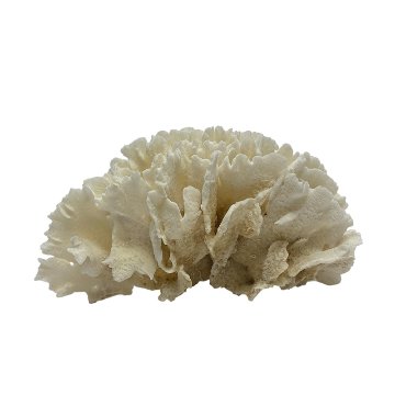 天然白珊瑚 サンゴ　(2651）  インテリア 置き飾り 貝殻 標本 限定品の画像