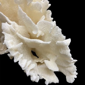天然白珊瑚 サンゴ　(2651）  インテリア 置き飾り 貝殻 標本 限定品の画像