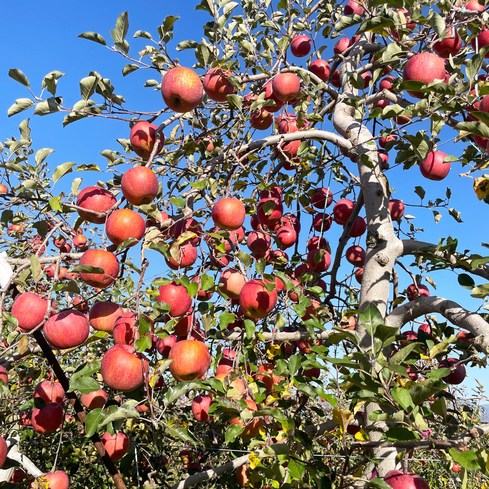 りんご農家さんが作った天然甘干しりんご (ふじ）画像