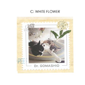 Dr. Gomashio ポストカード画像
