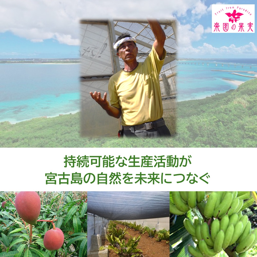宮古島 有機完熟マンゴー「優品＆台農」１kg （優品2玉＋台農1玉、送料込）楽園の果実の有機栽培高級マンゴーの画像