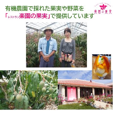 宮古島 有機キーツマンゴー１.５kg （2玉、送料込）楽園の果実の有機栽培高級マンゴーの画像